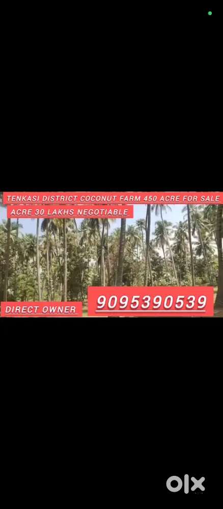 Tenkasi Coconut farm land