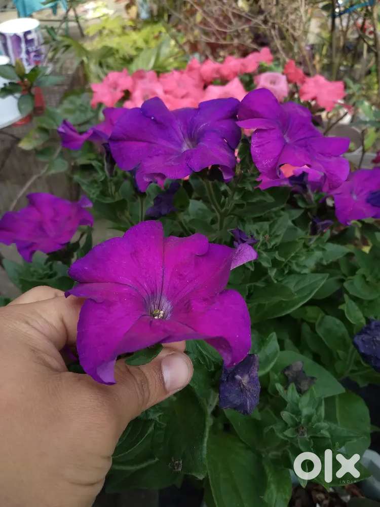 Land for sale at hills