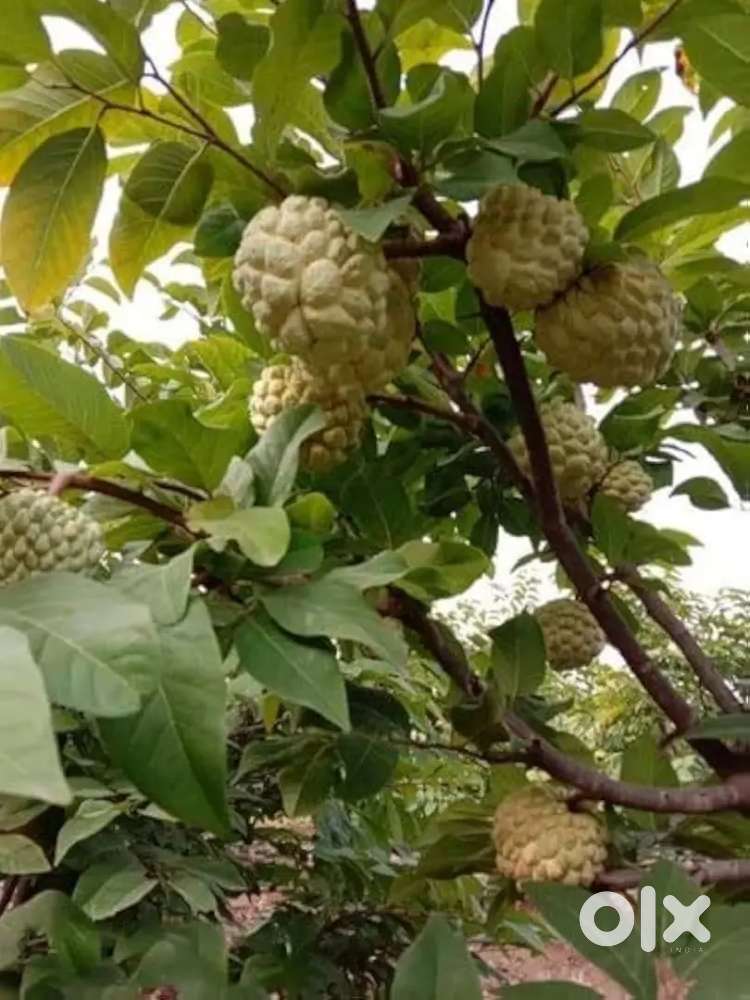 NRIs Prefer This Investment! High Appreciation Farm Plots