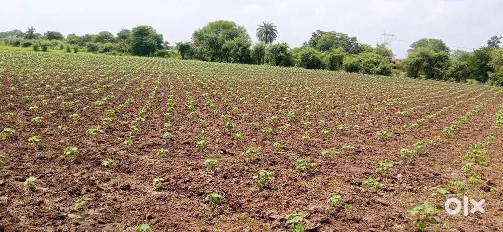 2.39 Acre_Agriculture Land_14 Lakh /Acre_Negotiable_Khurajgaon, Saoner