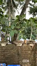 6 years old ആൽമരം