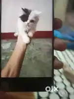 I phone 12 pro max