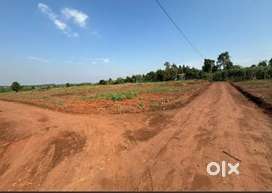 50 bigha land for sale.