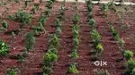 Aroma Sandalo Managed Farmland  Hassle-Free Investment with Assured R