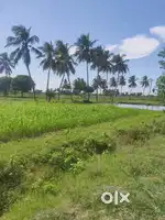கொள்ளிடம் நதிக்கரையில் 14 acres agriland free current bore near poondi