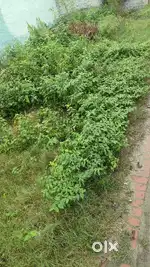 PUDA approved plot , corner plot