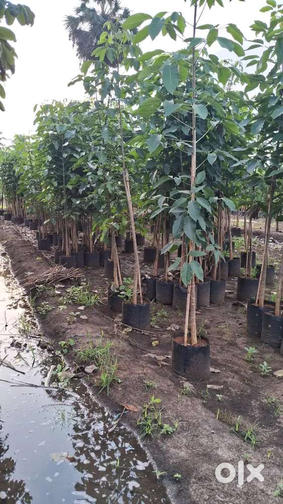 Avenue Plants