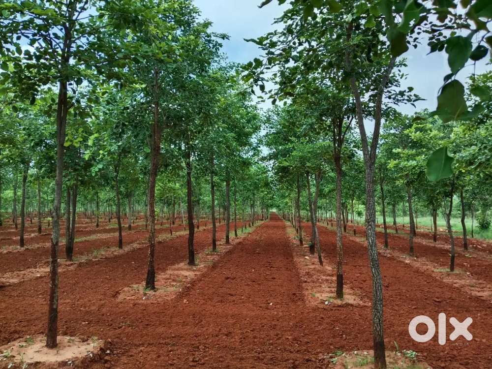 1210 గజాల ఎర్రచందనం సాగు భూమి కేవలం 9 లక్షలు