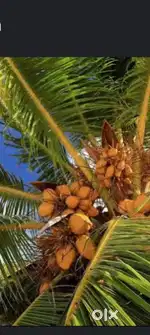 Coconut claiming