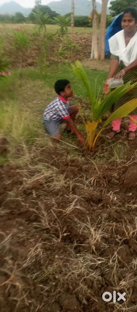 Plot for sale in oddapatti