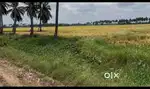 55 cents agricultural land for sale