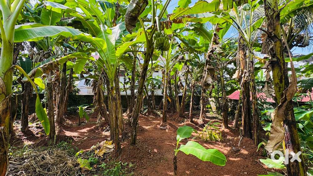 4 cents residential plot for sale at NGO quarters Kakkanad