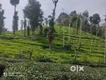 40-Cent  Tea Plot for Sale in Alattil Perya Wayanad