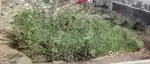 Best location behtreen plot 21 feet road hai and 12 feet naali  Rasta