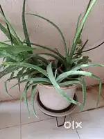 Aloe vera plants for sale Pune