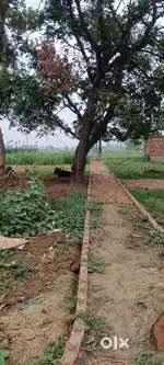 Baburbanna sohsarai biharsharif nalanda 803118