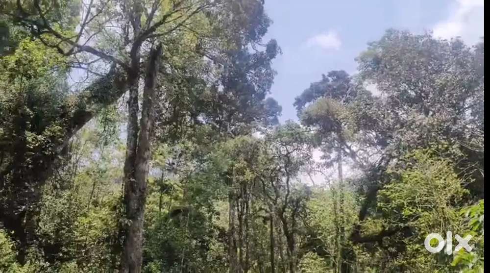 Munnar Lakshmi Estate near 117 AC Cardamom Estate Apted CHR Land sale