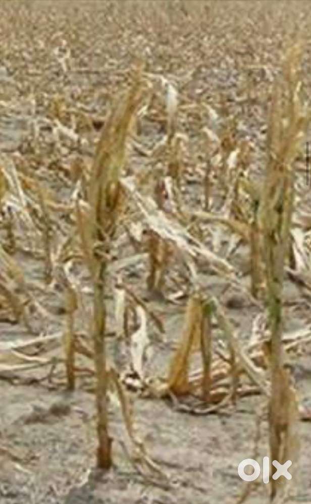 Agricultural land