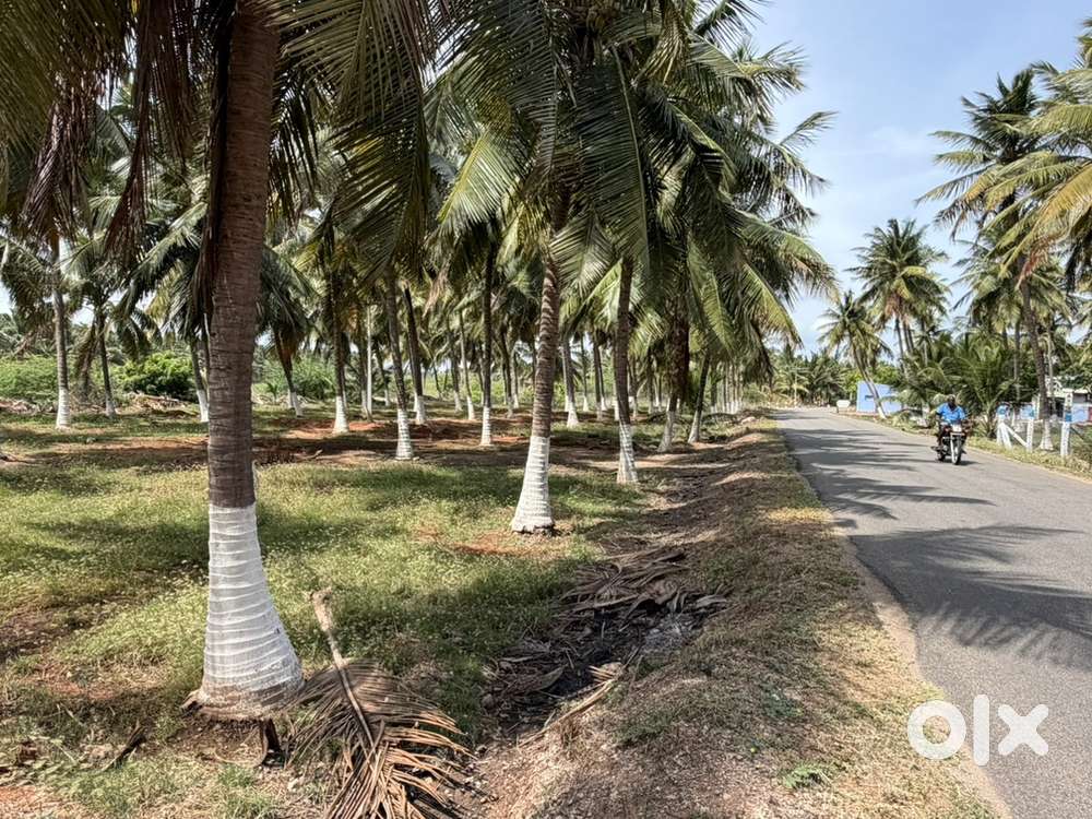 River,main road coconut farm