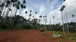 Land for sale 25 cent 12 feet road squire plot MORAYOOR  KONDOTTTY