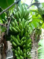 Banana mandi