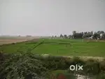 11 एकड़ जमीन बिकाऊ है,समालखा – सोनीपत