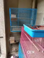 Love Birds cage