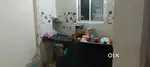 Need  female flatmate