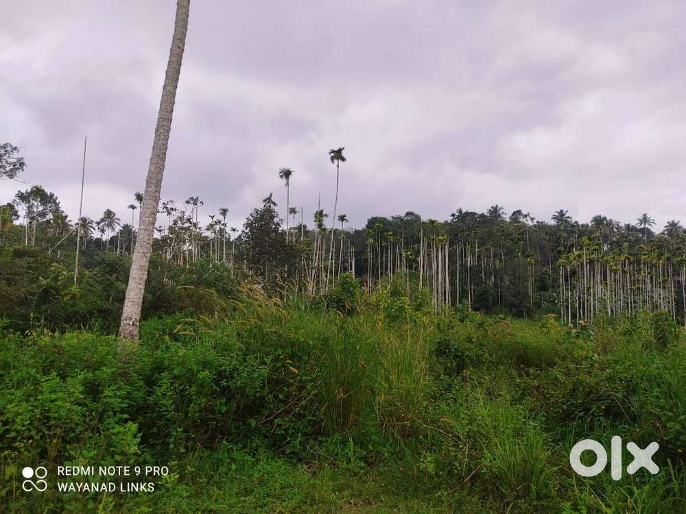 വയനാട് : 10 സെൻ്റ് സ്ഥലവും : 5 ലക്ഷം മാത്രം