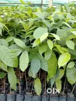 Agriculture dipartment selling products