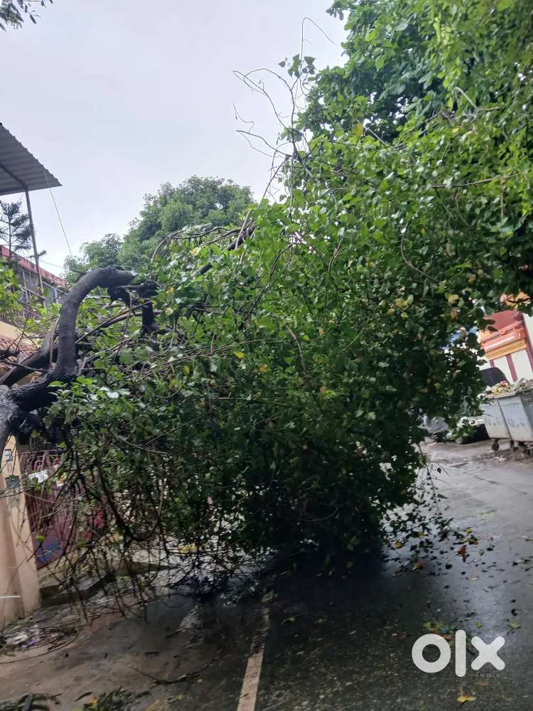 Cooking helping and pathiram cleaning