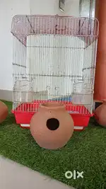 Love Birds cage