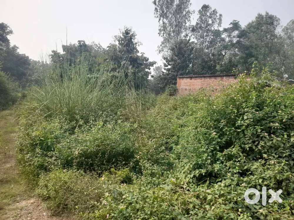 8 लाख बिस्सा हैं। 19.5 बिस्सा है।