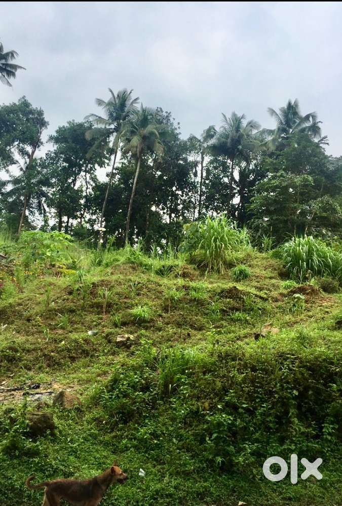 Manjikkal Ezhanikoottam Land For Sale