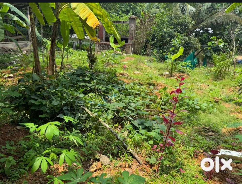  Location: Anicadu, Pullukuthy, Mallappally  Area: 30 cents