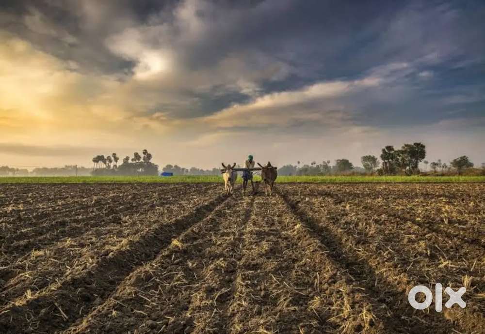 Nizampur,khama,terwa,kannauj ,uttar pradesh209732