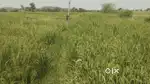 3 acre open land for sale