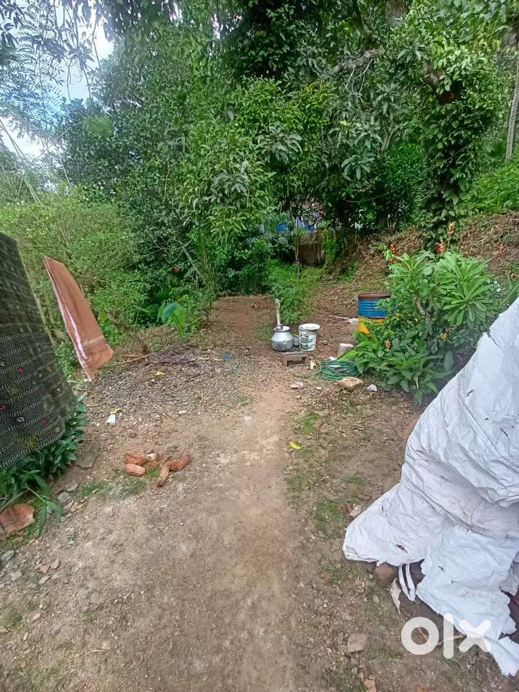 11 cent house ,MAMMODE, KONNI