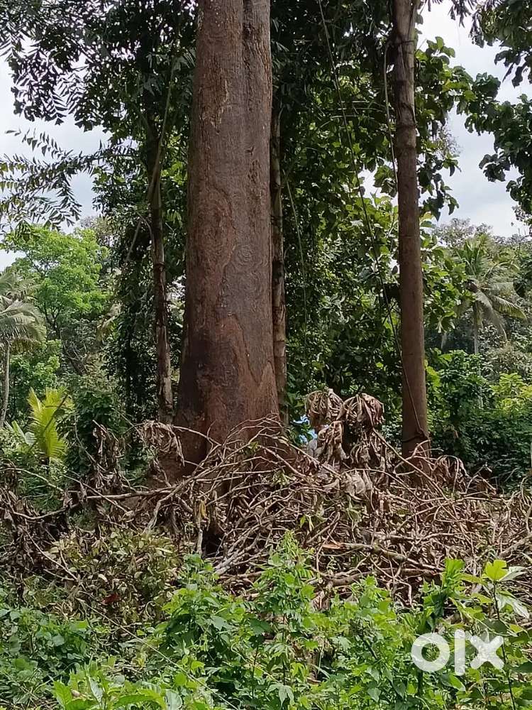 അഞ്ഞിലി (അയിനി)