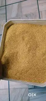 Kangani birds food
