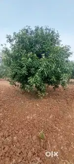 తుని మండలం ఎన్. సూరవరం గ్రామం లో 2.09 ఎకరాల మామిడి తోట అమ్మకం