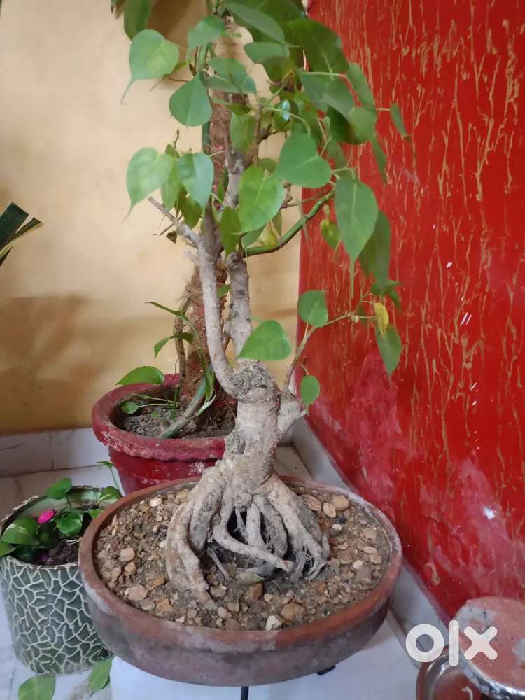 bonsai tree
