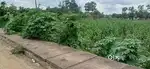 I want to sell my plot