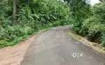 KODAIKANAL - 8 ACRES COFFEE ESTATE - ON TAR ROAD - 10000 TREES L.