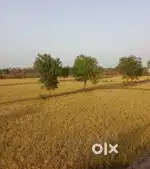 Agriculture land for sale lewai bhatapara