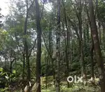 Rubber Estate