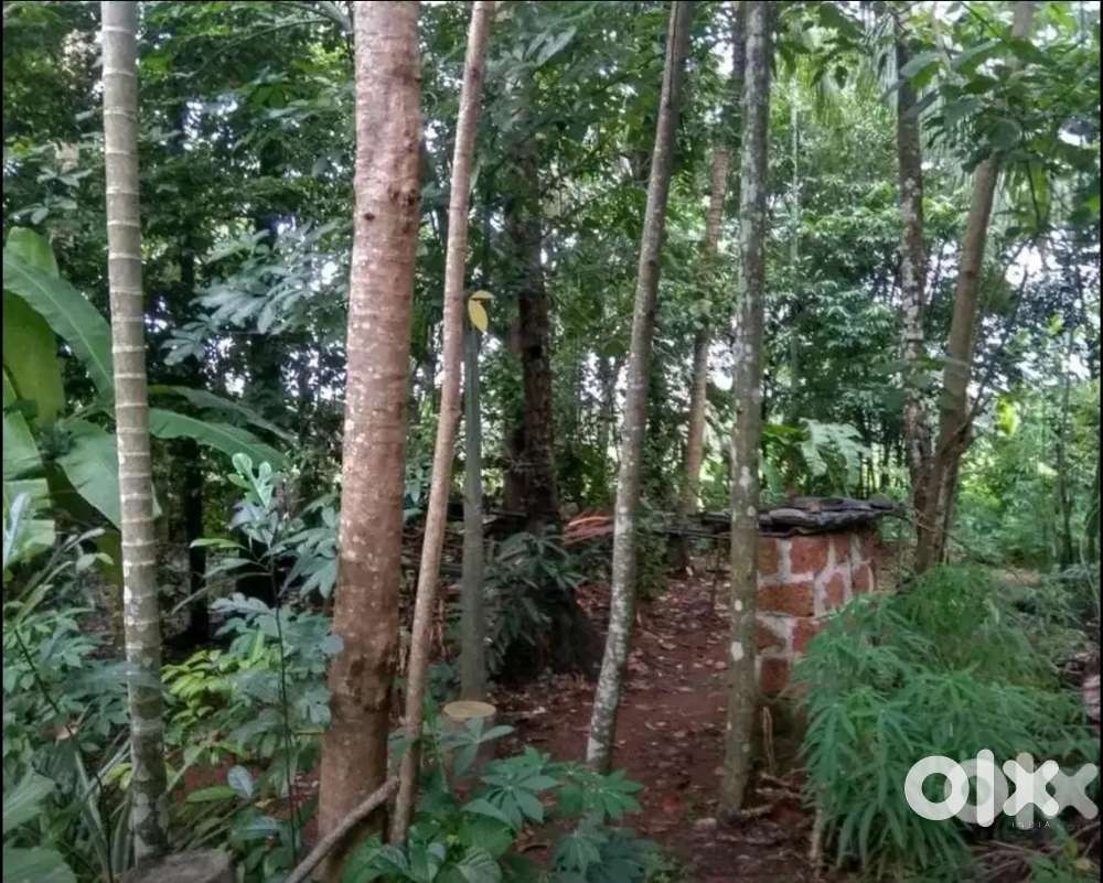 8.5 cent plot for sale in Mukkattukara