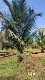 Pollachi to aliyar dam road nearly