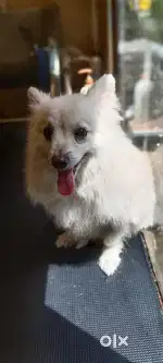 Pet groomer at Kochi, Kerala