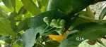 50 sent Land far sale nochiyam எல்லைக்கு உட்பட்டது